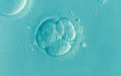 Difference Between 3 Day, 5 Day, and Genetically Tested Embryos